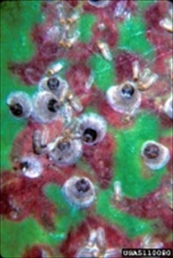 سپردار بنفش زیتون